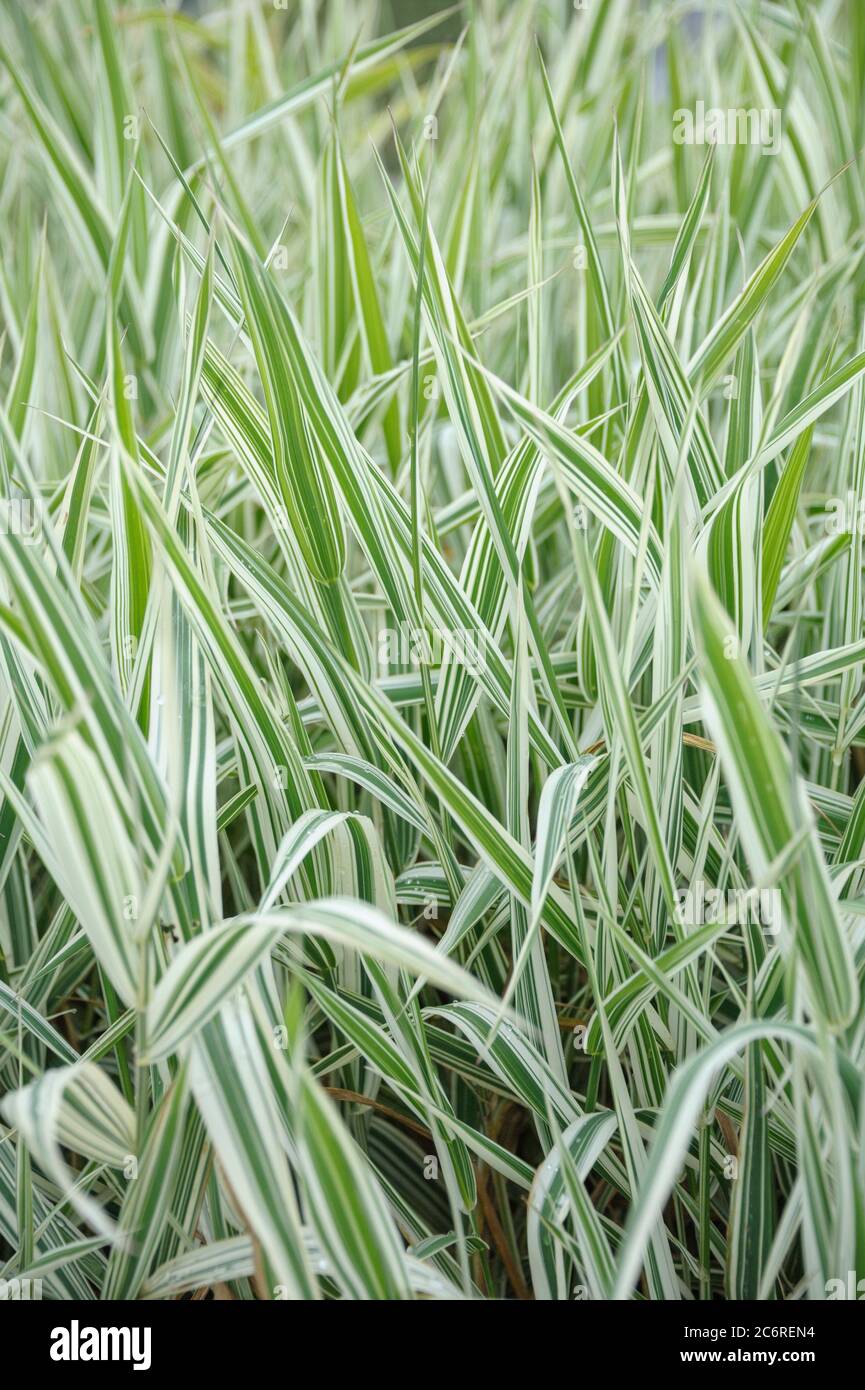 Rohrglanzgras Phalaris arundinacea Dwarf Garters, Reed canary grass Phalaris arundinacea Dwarf Garters Stock Photo