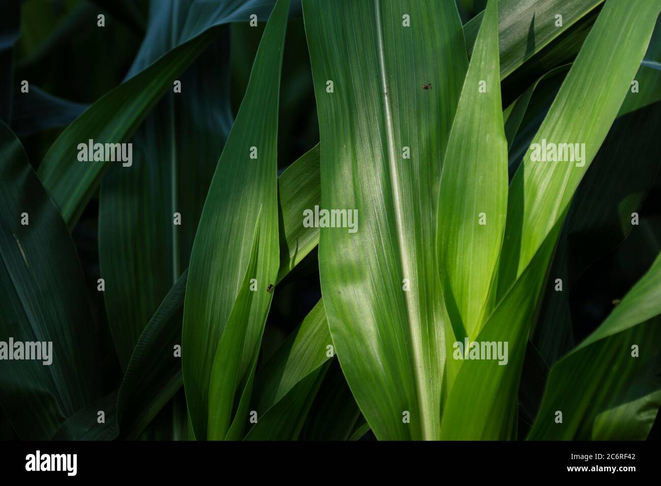 Immature corn stalks growing in a field on a farm in Hebron, Illinois, USA. Stock Photo