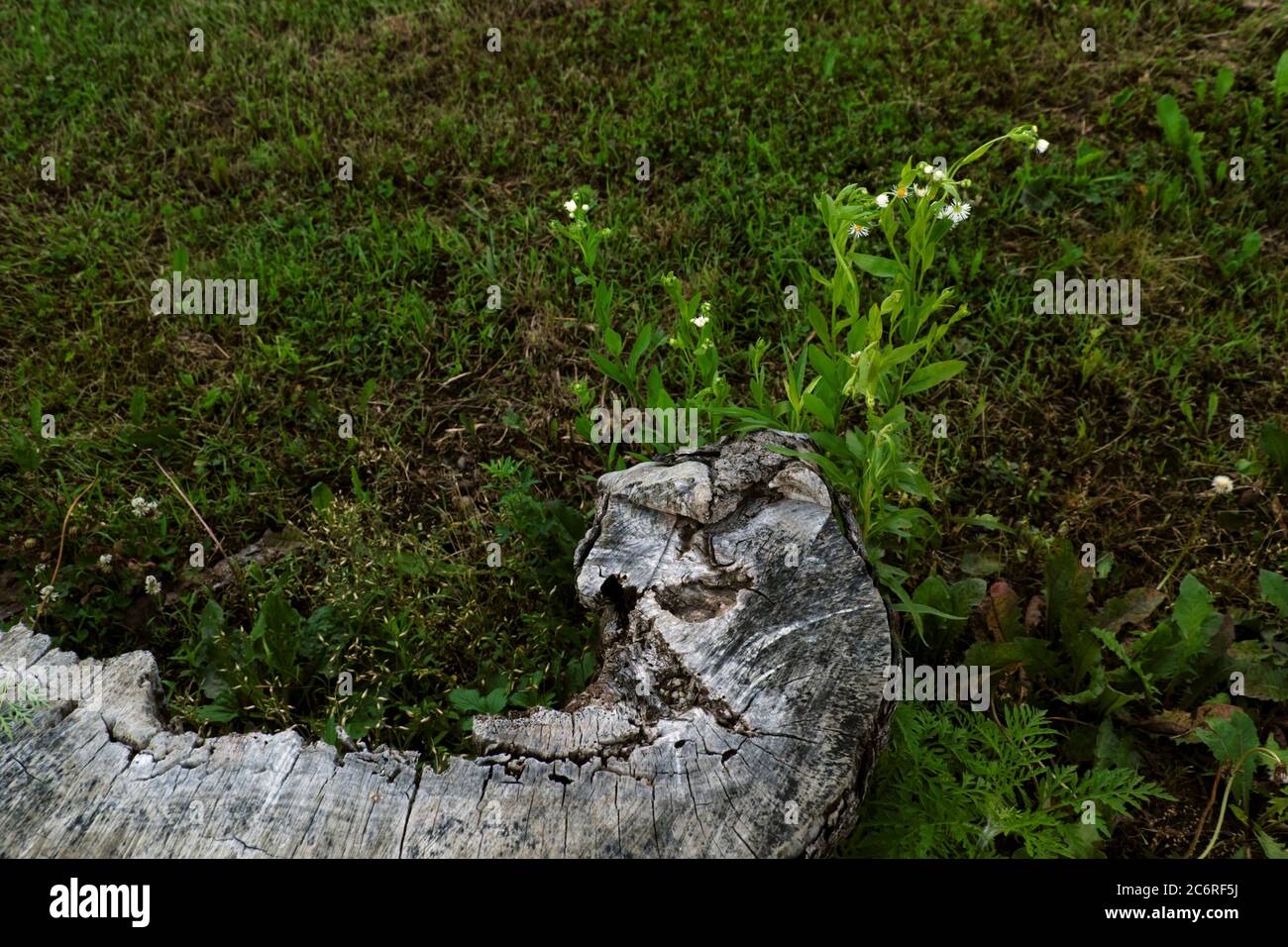weathered stump sits in a lawn on a farm in Hebron, Illinois, USA. Stock Photo