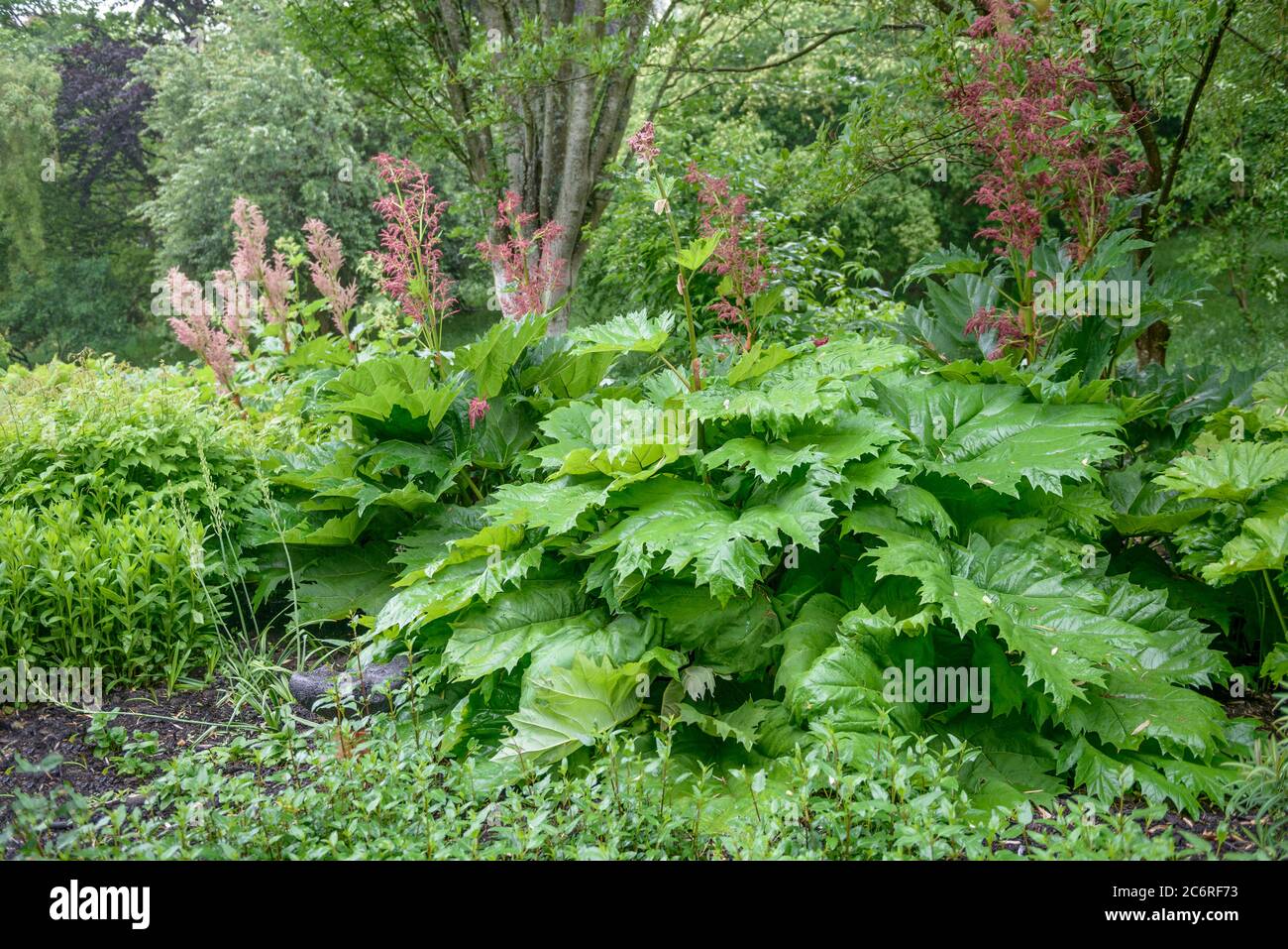 Handlappiger Rhabarber Rheum palmatum, Rhubarb Rheum palmatum Stock Photo