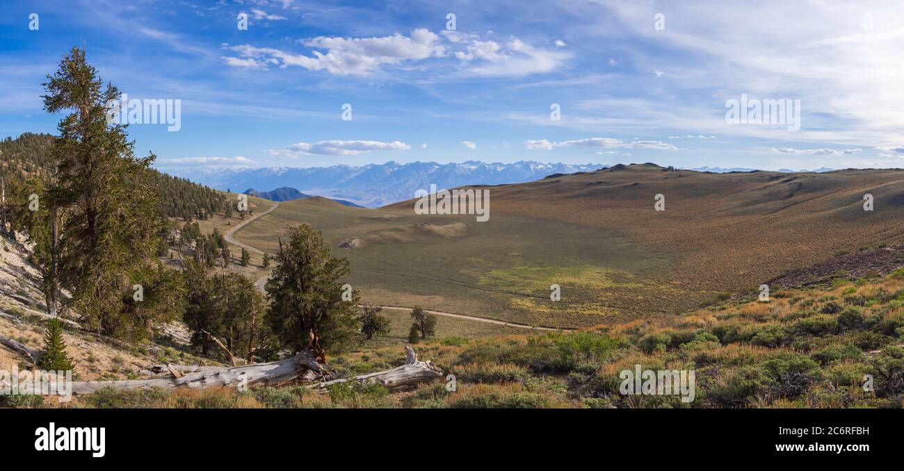 Ancient Bristlecone Pine Forest Stock Photo