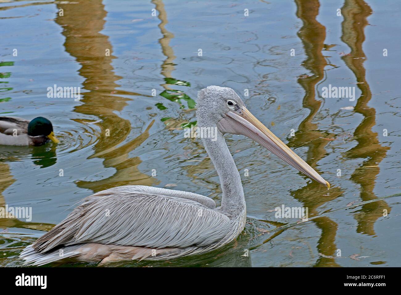 Pelican in a zoo lake. Stock Photo