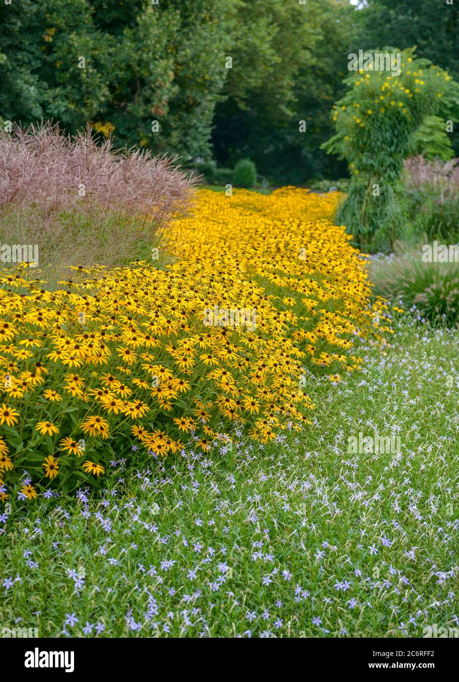 Sonnenhut Rudbeckia fulgida Goldsturm, Chinaschilf Miscanthus sinensis Kleine Fontaene, Coneflower Rudbeckia fulgida gold rush, miscanthus Miscanthus Stock Photo