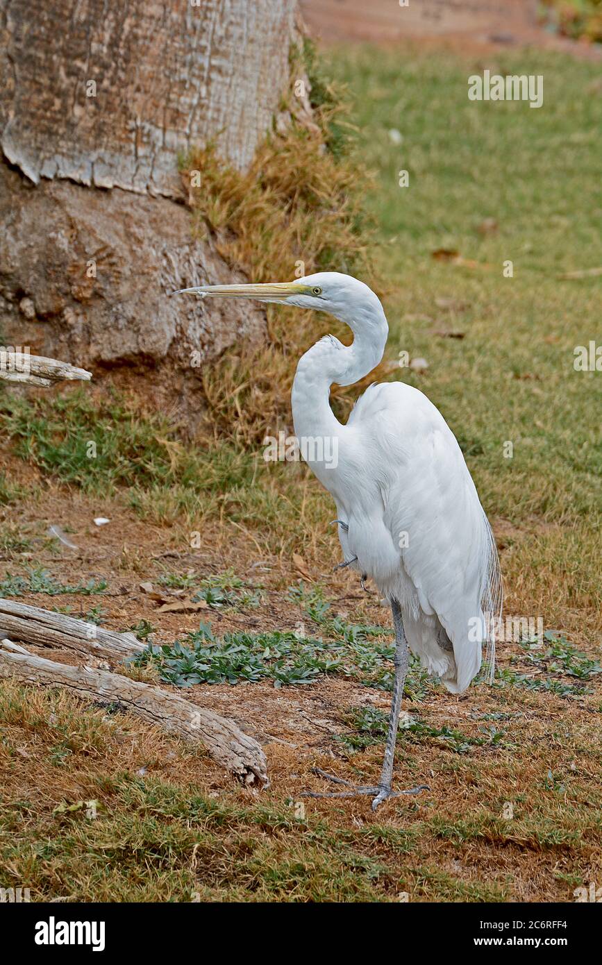 White bird standing on one leg Stock Photo Alamy