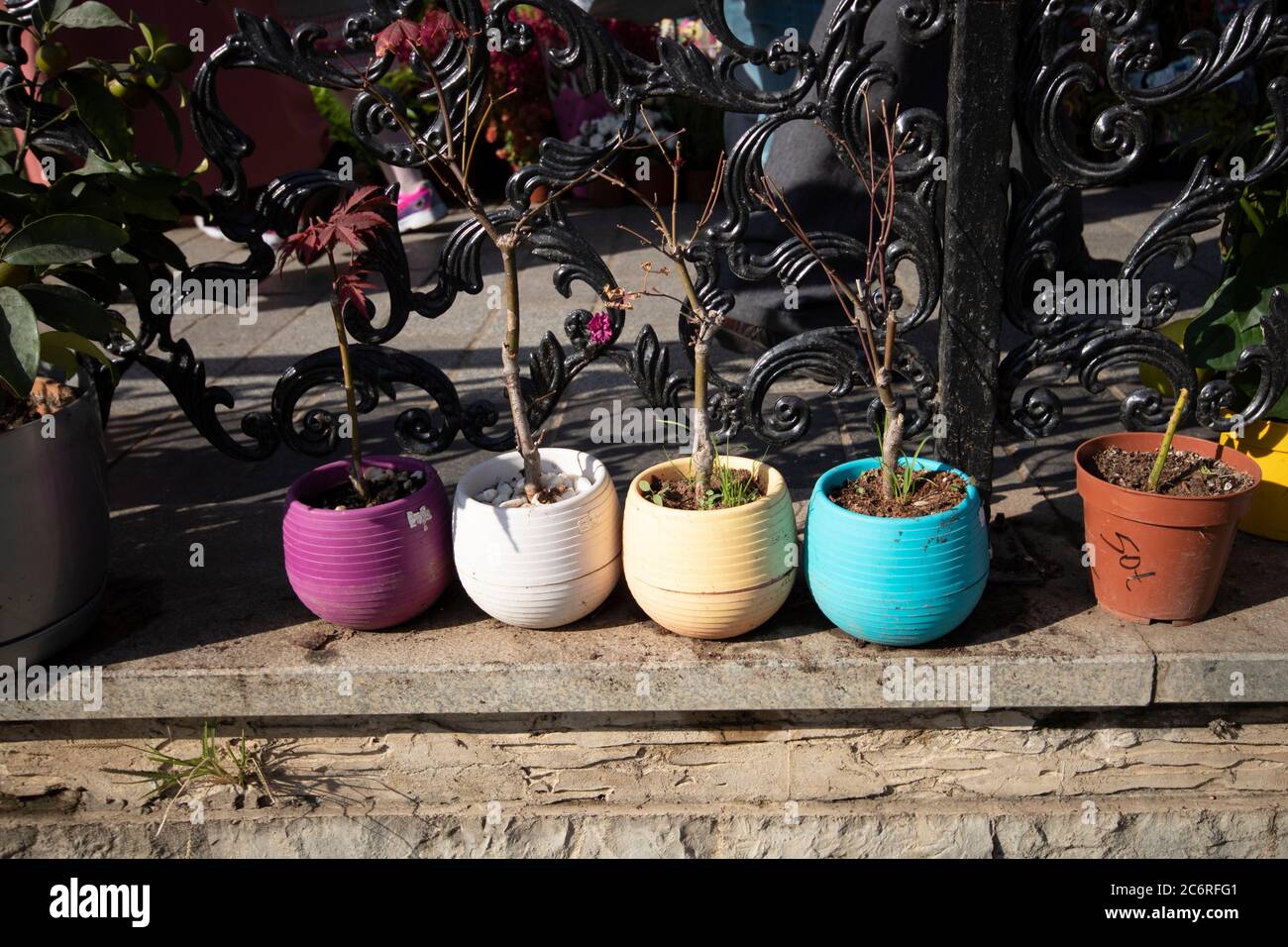 Colorful flower pots. The photo was taken outside on a sunny day. Closeup. Stock Photo