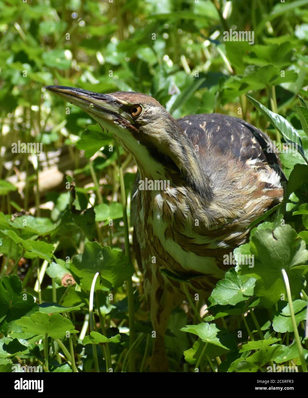 An American bittern (Botaurus lentiginosus) gives a menacing glare from amongst the water plants at the edge of Pinto Lake in California Stock Photo