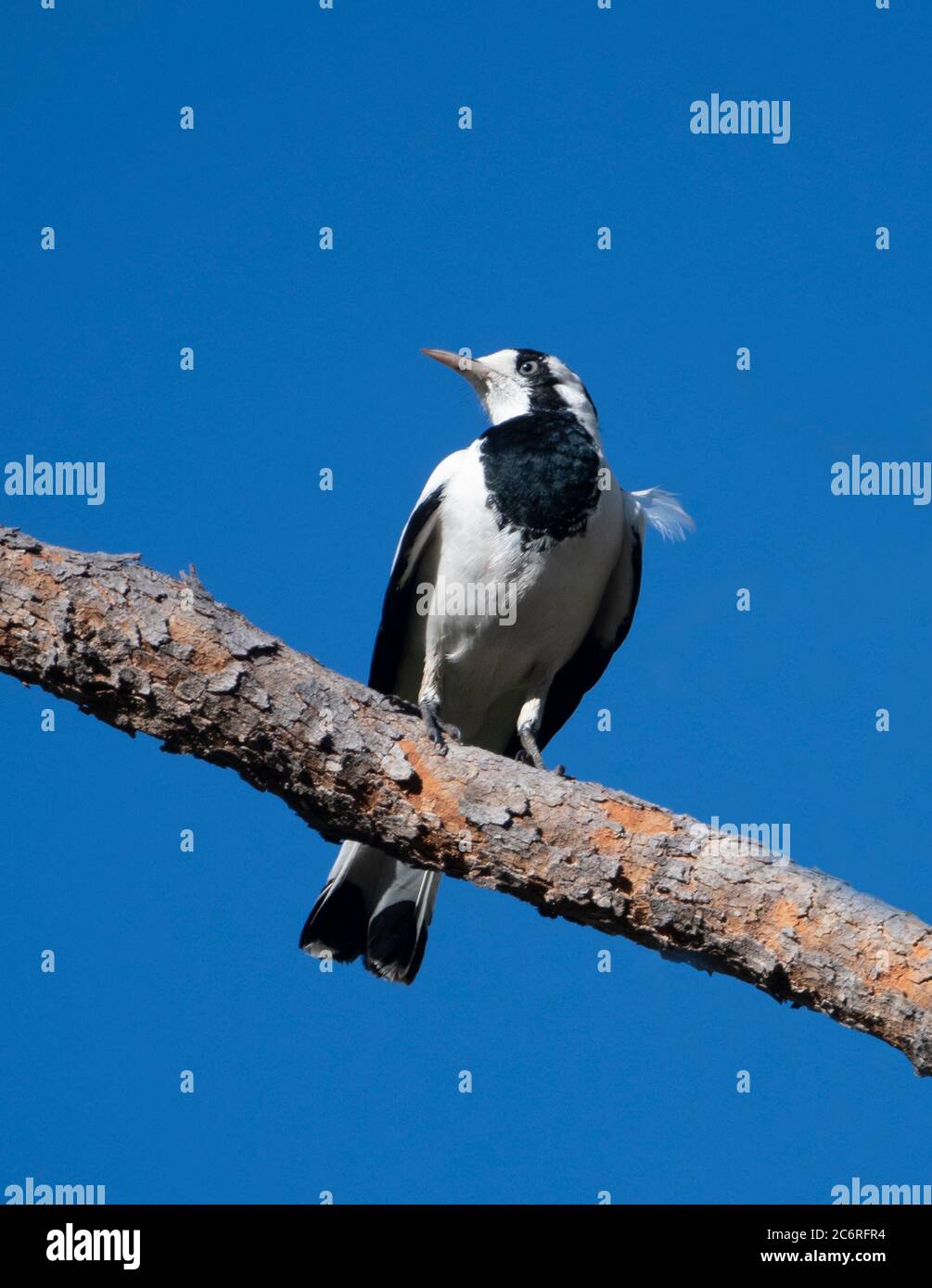 Vertical portrait of a Magpie Lark (Grallina cyanoleuca) perched on a branch, Northern Territory, NT, Australia Stock Photo