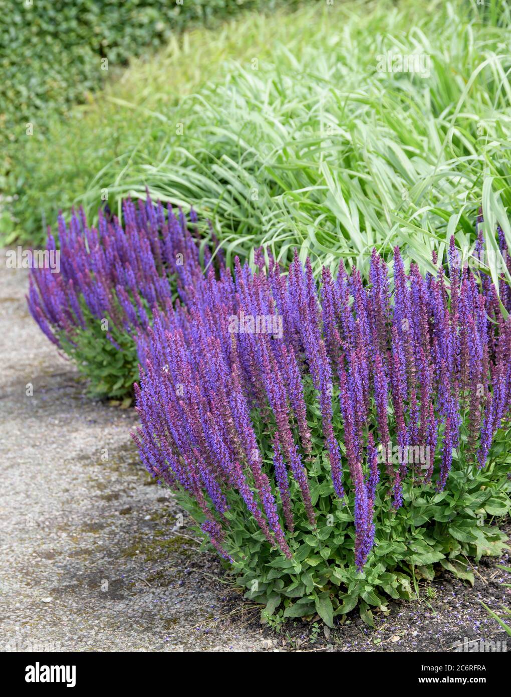 Blueten Salbei Salvia Nemorosa Ostfriesland Blossom Sage Salvia Nemorosa Ostfriesland Stock Photo Alamy