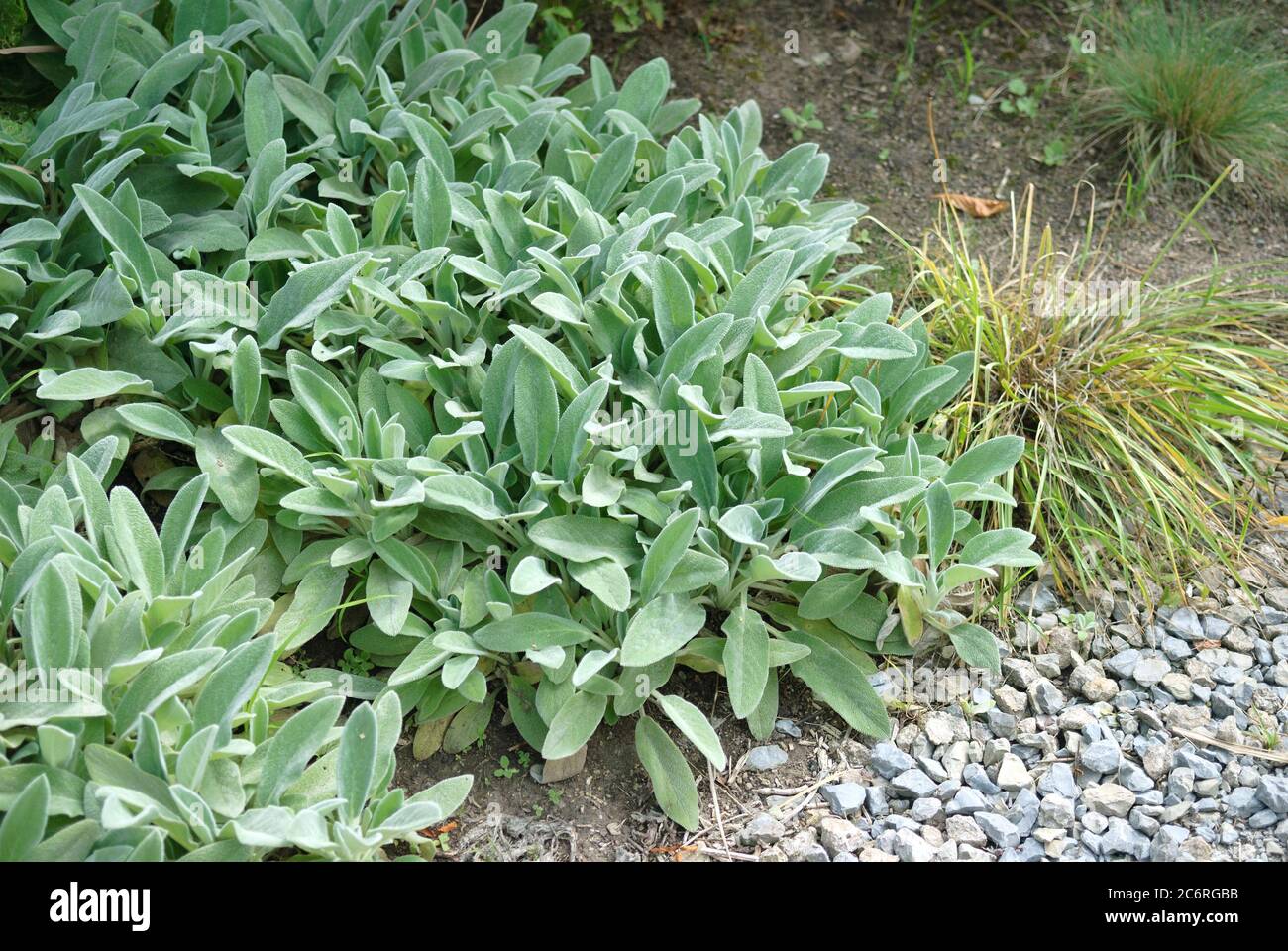 Wollziest Stachys byzantina Silver Carpet, Wollziest Stachys byzantina Silver Carpet Stock Photo