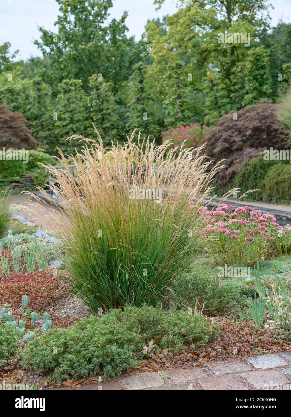 'Silberaehrengras Stipa calamagrostis, ''Foerster-Garten'', Silver Oat Grass Stipa calamagrostis, ''Ranger garden''' Stock Photo