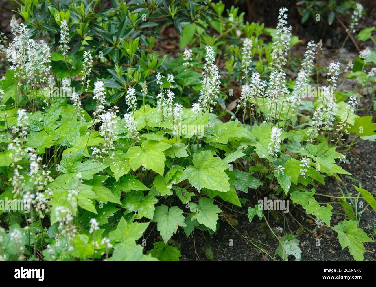 Wald-Schaumkraut Tiarella cordifolia Moorgruen, Cardamine flexuosa Tiarella cordifolia Moor Green Stock Photo