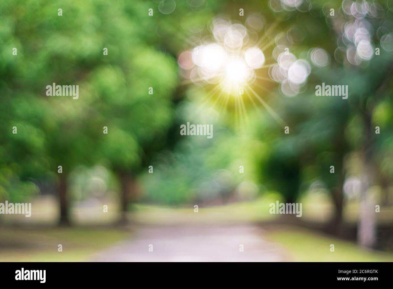 Blur nature bokeh green park many trees in sunset time with flare light ...
