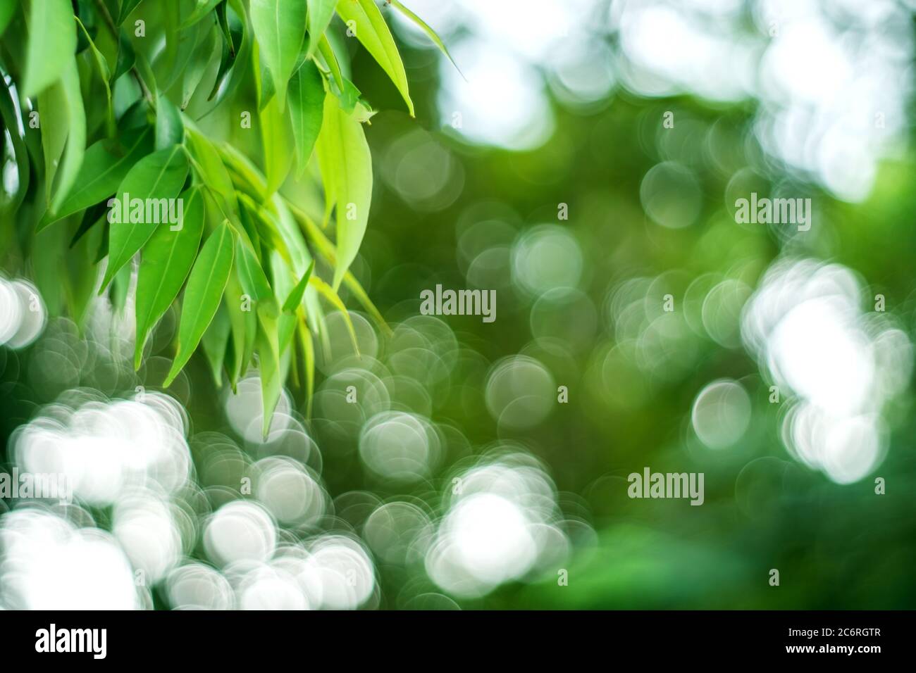 Blur nature bokeh green park many trees in sunset time with flare light ...