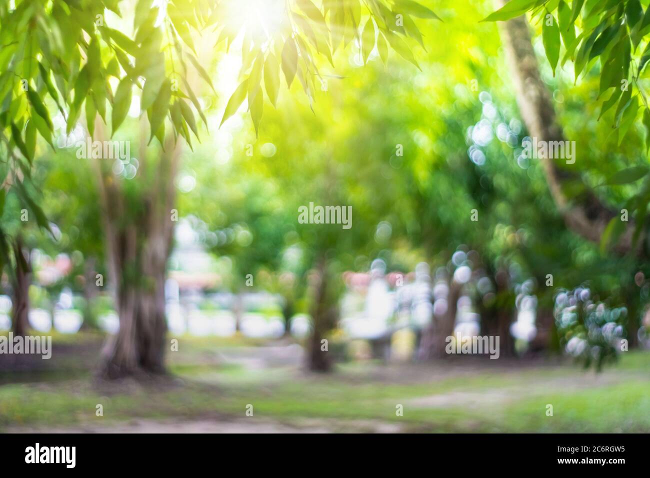 Blur nature bokeh green park many trees in sunset time with flare light ...