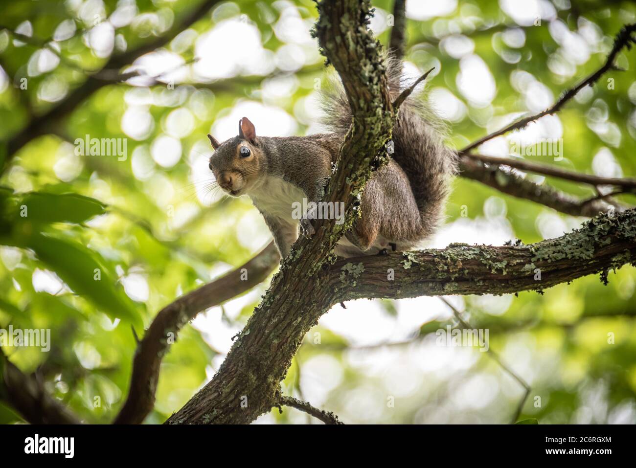 Eastern gray squirrel (Sciurus carolinensis) perched on a limb in the North Georgia Mountains. (USA) Stock Photo