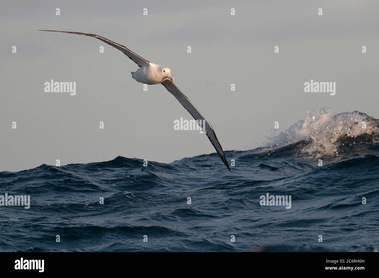 Norhern Royal Albatross (Diomedea sanfordi) front view, flying low over Humboldt Current, southeast Pacific Ocean, near Chile 26 Feb 2020 Stock Photo