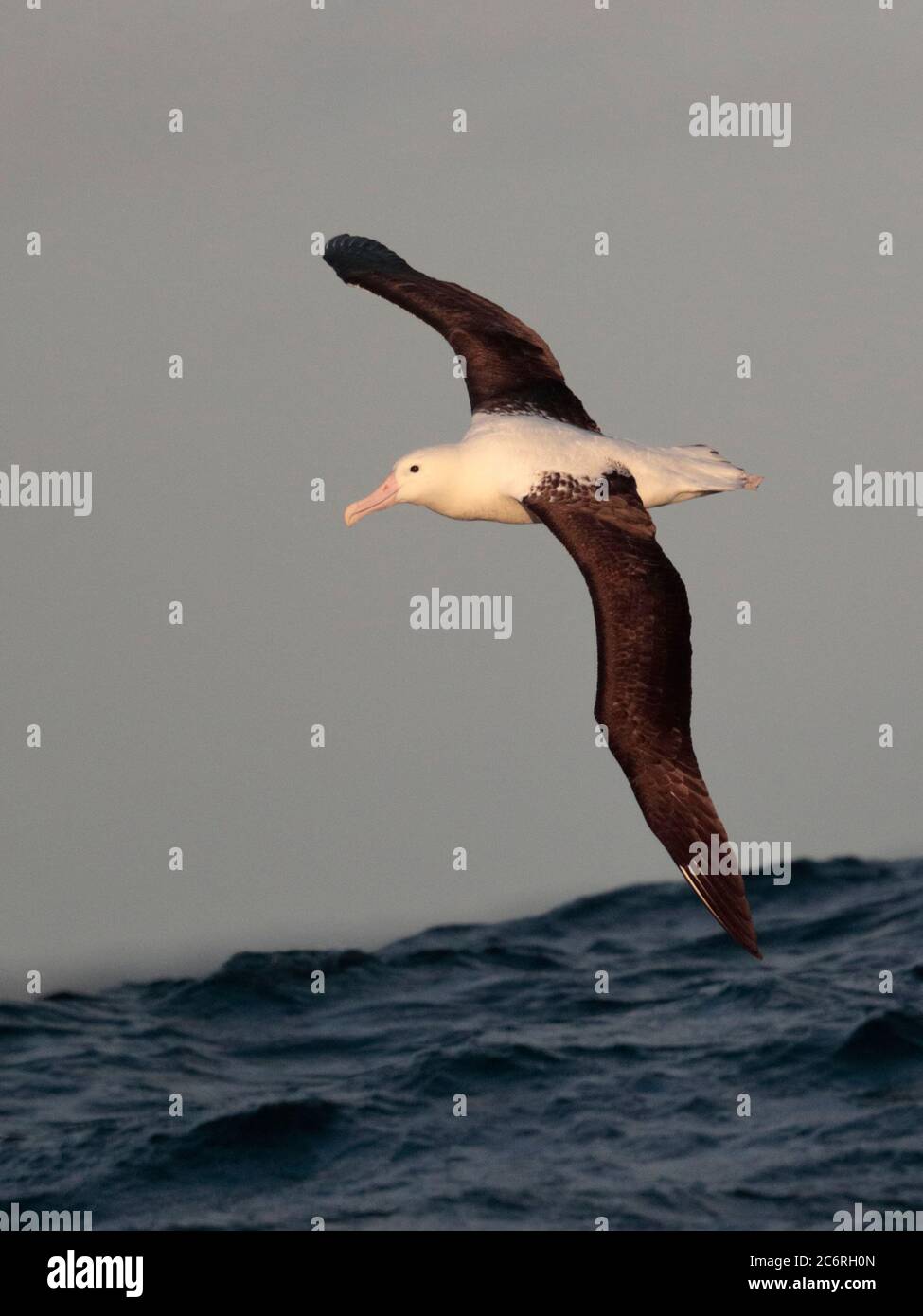 Northern Royal Albatross (Diomedea sanfordi) upperside view, flying over Humboldt Current, southeast Pacific Ocean, near Chile 26 Feb 2020 Stock Photo