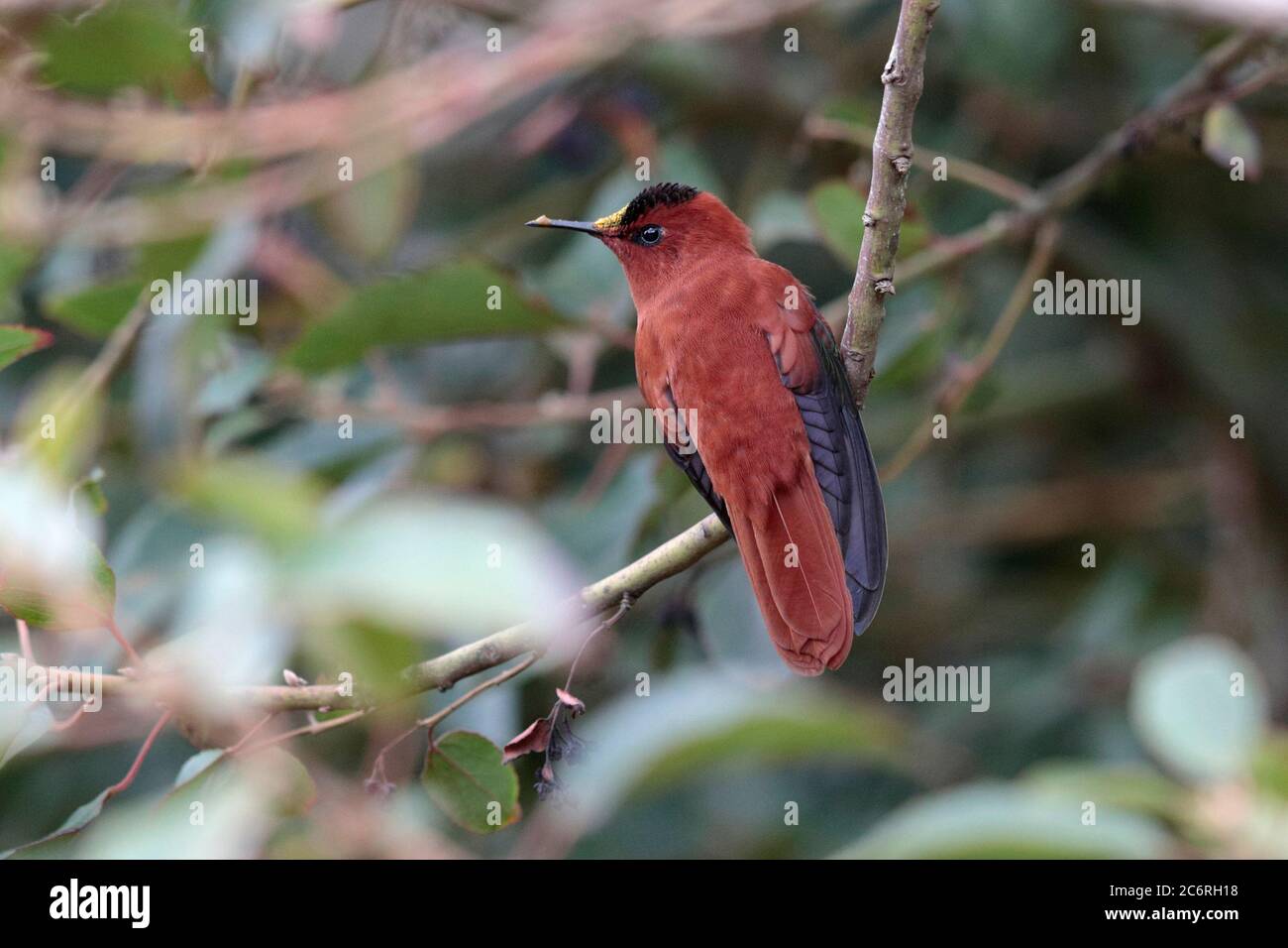 Juan Fernandez Firecrown (Sephanoides fernandensis) dorsal view, perched on branch, Robinson Crusoe Island, Juan Fernandez Islands, Chile 3 March 2020 Stock Photo