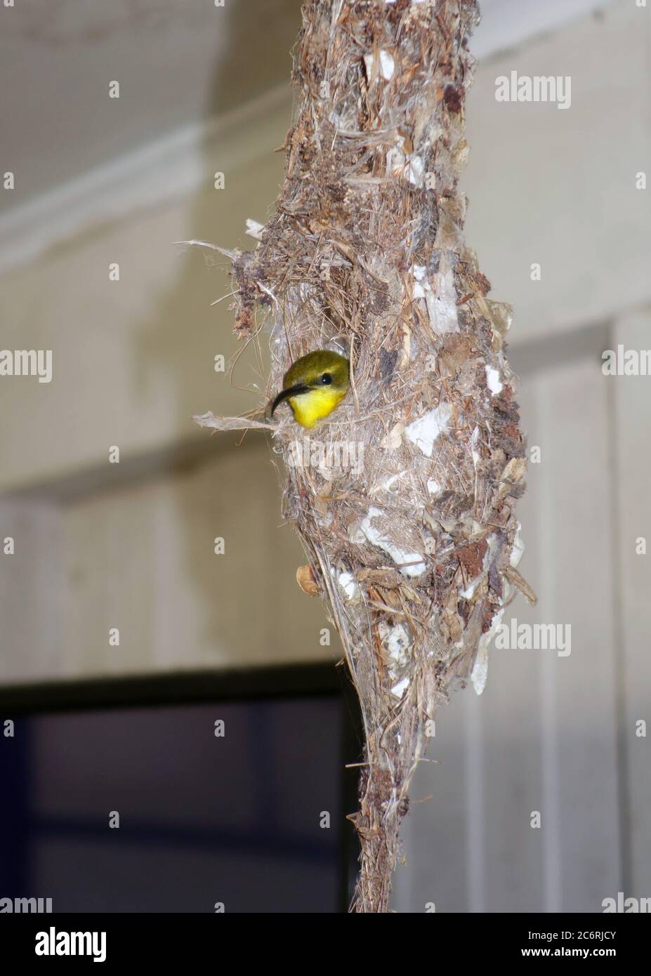 Female Olive-backed sunbird (Cinnyris jugularis) on eggs in hanging nest indoors in a Queenslander cottage, Cairns, Queensland, Australia. No PR Stock Photo