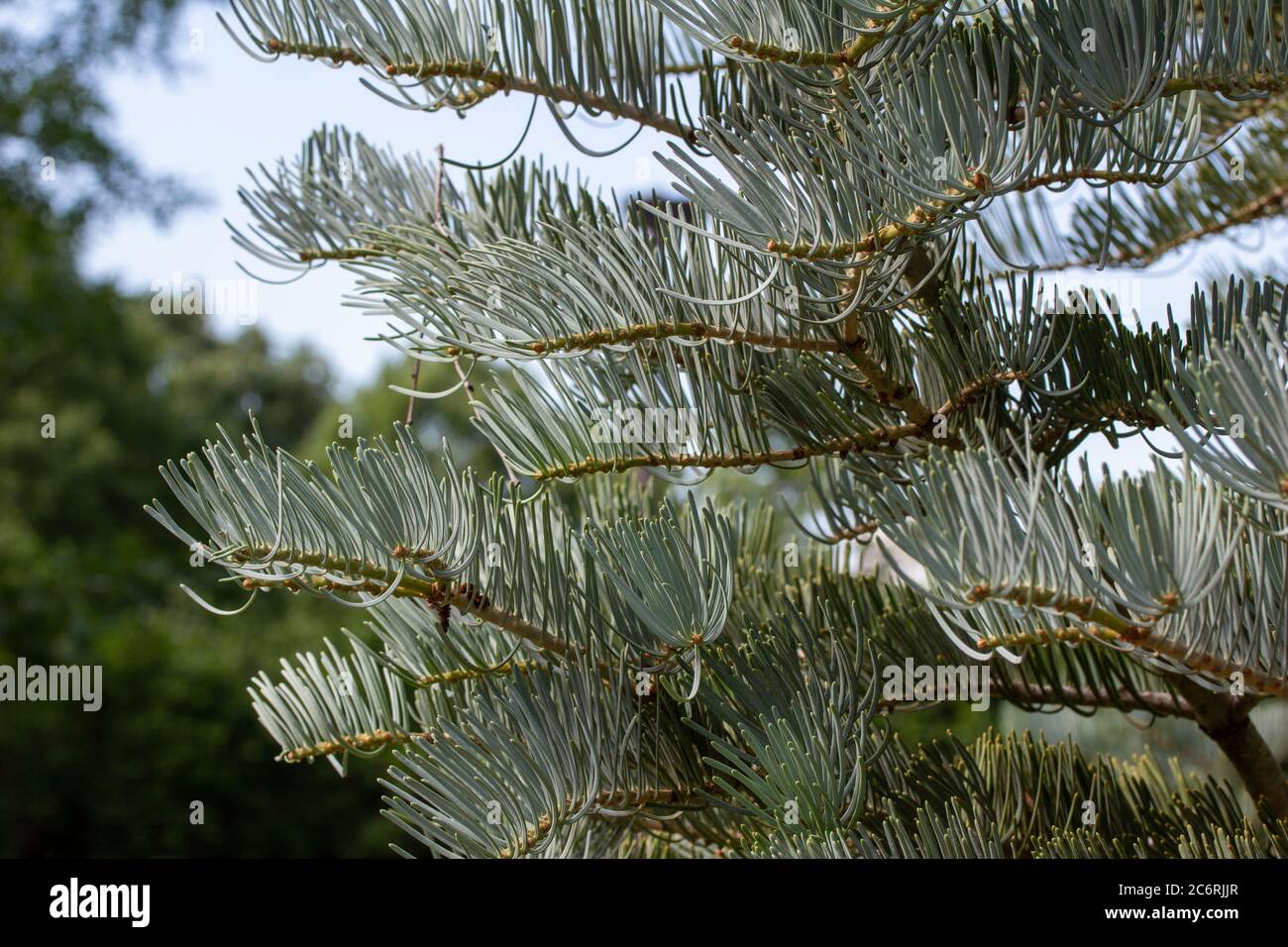 Close up abstract view of upright growing needles on a white fir tree in warm weather Stock Photo