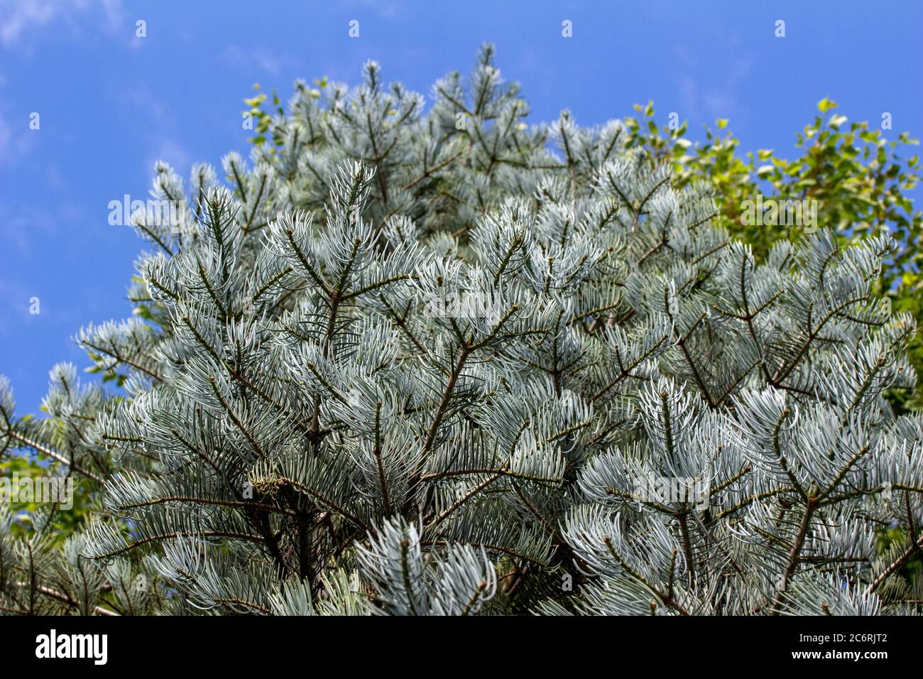 Close up abstract view of upright growing needles on a white fir tree in warm weather Stock Photo