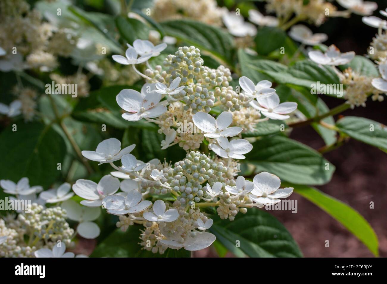 Close up view of bright white flowers on a hydrangea bush in a sunny ornamental garden Stock Photo