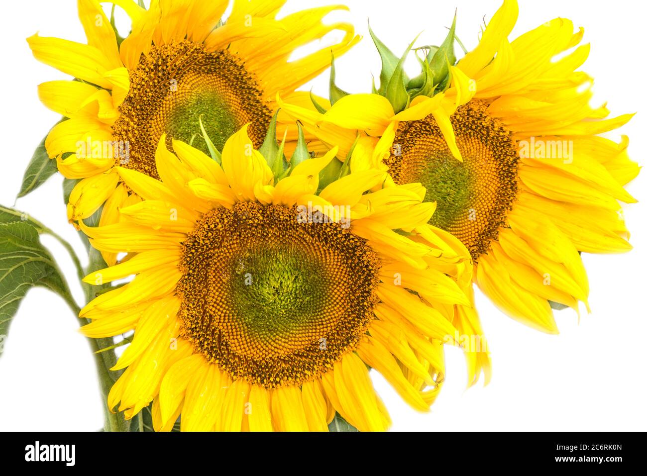 Three blooming sunflowers on a white background. Stock Photo