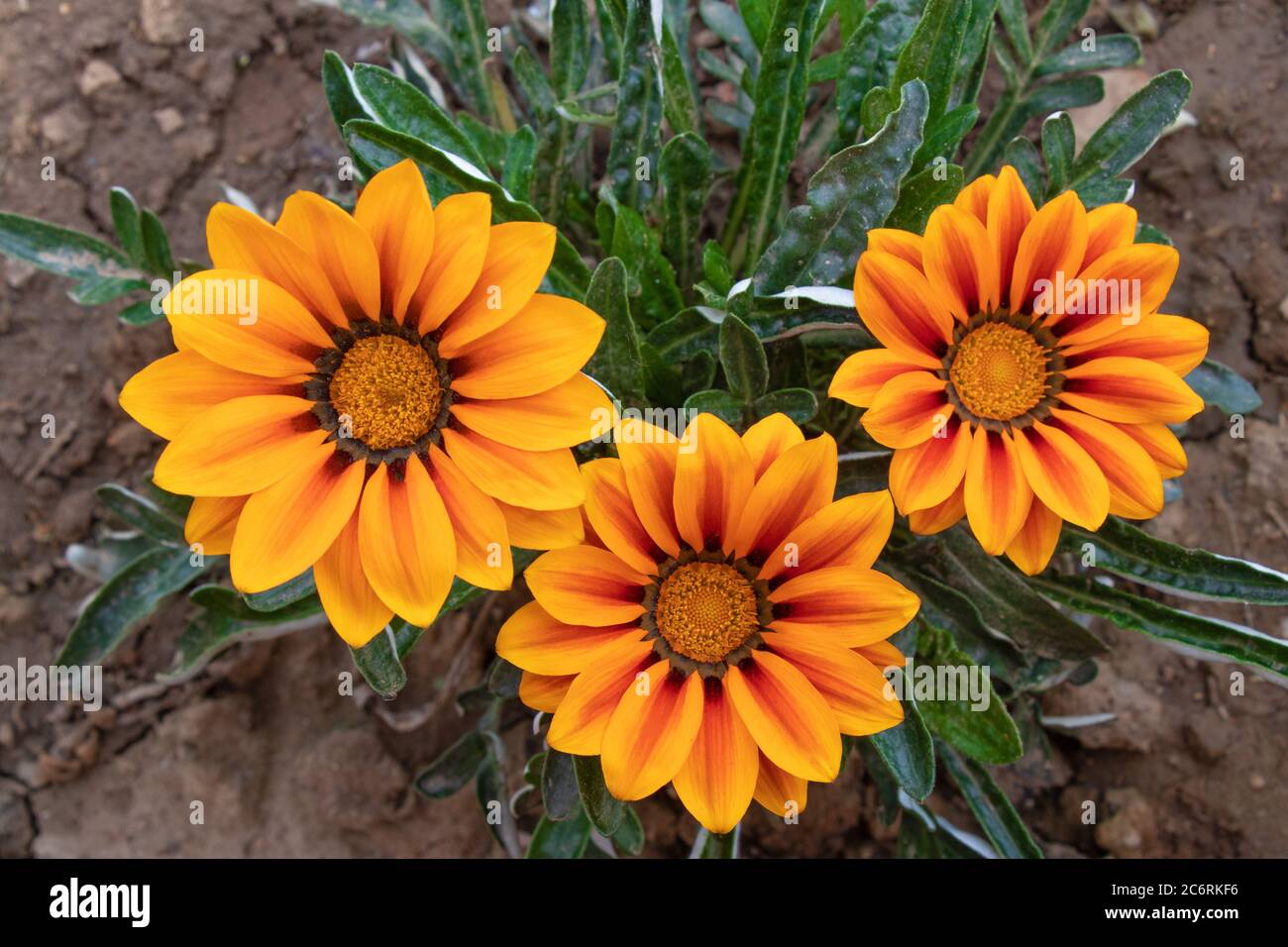 Beautiful yellow gazania linearis flowers blooming in bright day. Stock Photo