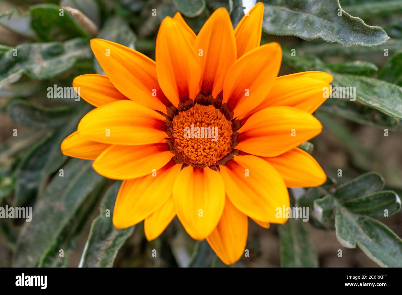 Beautiful Gazania linearis flower  bloom in bright day. Stock Photo