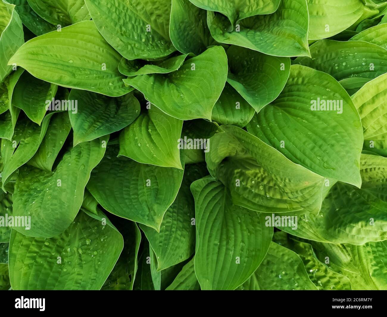 variegated green leaves of hosts as background.texture natural background Stock Photo