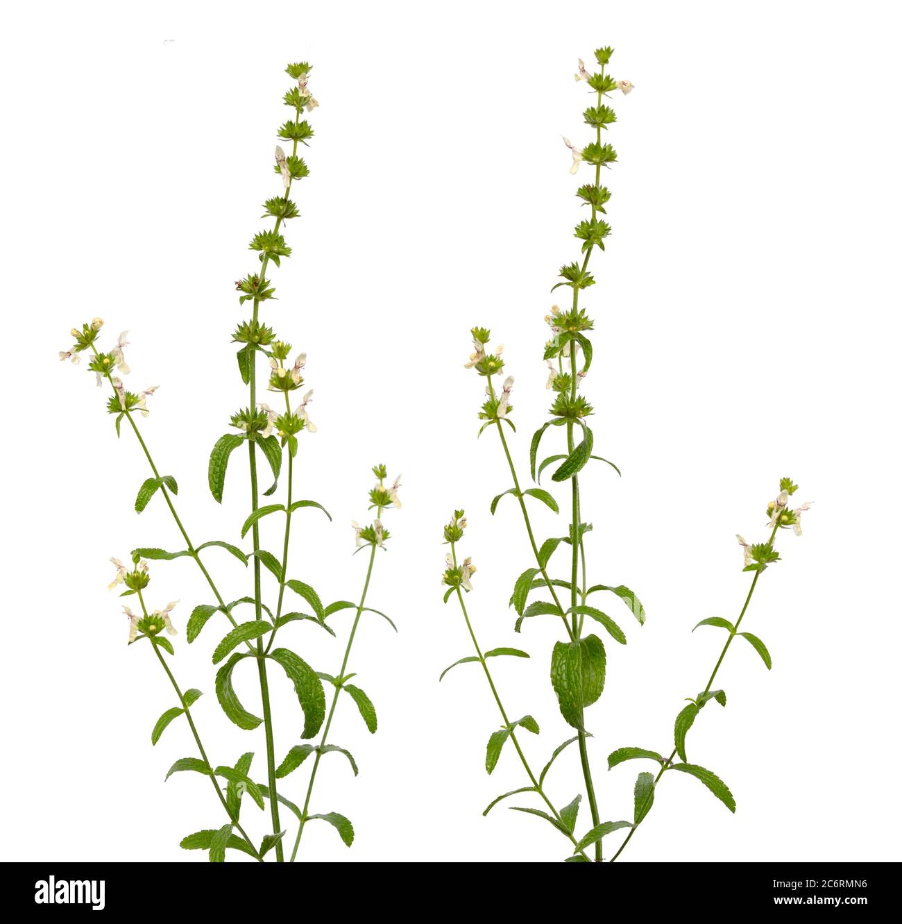 Stachys recta, commonly known as stiff hedgenettle or perennial yellow-woundwort. Isolated Stock Photo