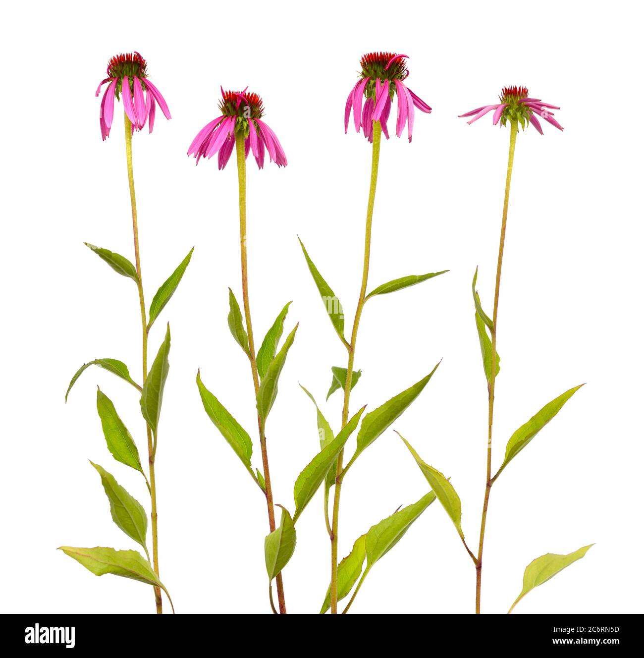 Closeup coneflower hires stock photography and images Alamy