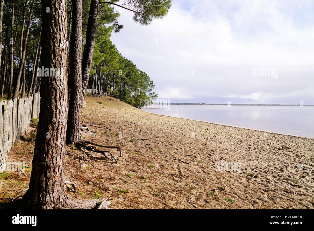 sanguinet sand lake beach with pines forest in landes france Stock Photo