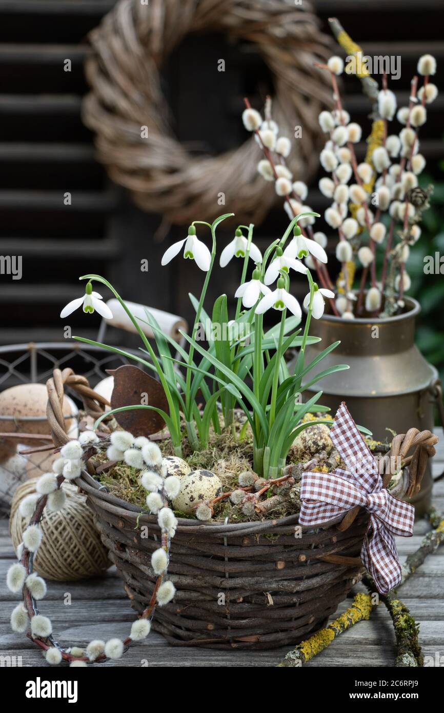 spring decoration with snow drops in basket and willow catkins in vintage milk can Stock Photo
