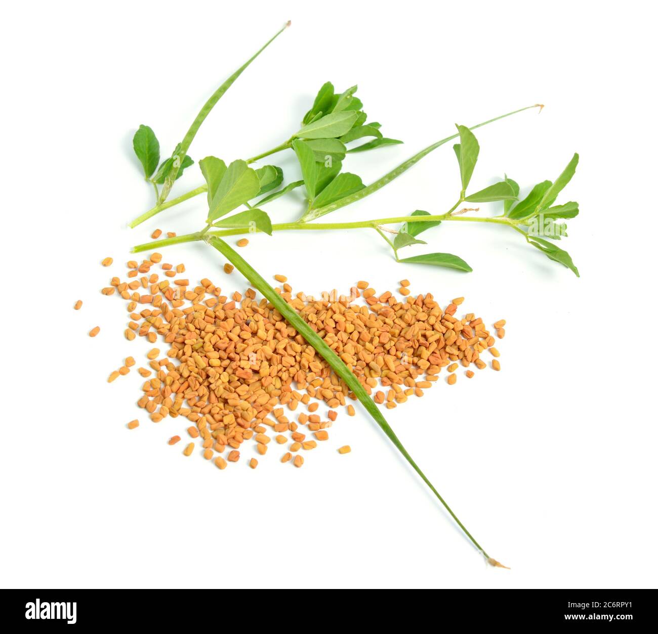 Fenugreek or Trigonella foenumgraecum. Green plant with seed. Isolated