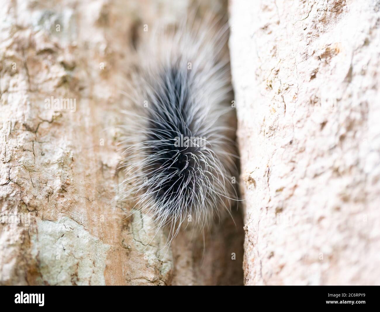 Black hairy catterpillar or large hairy worm on bark of tree trunk in natural tropical forest. Stock Photo