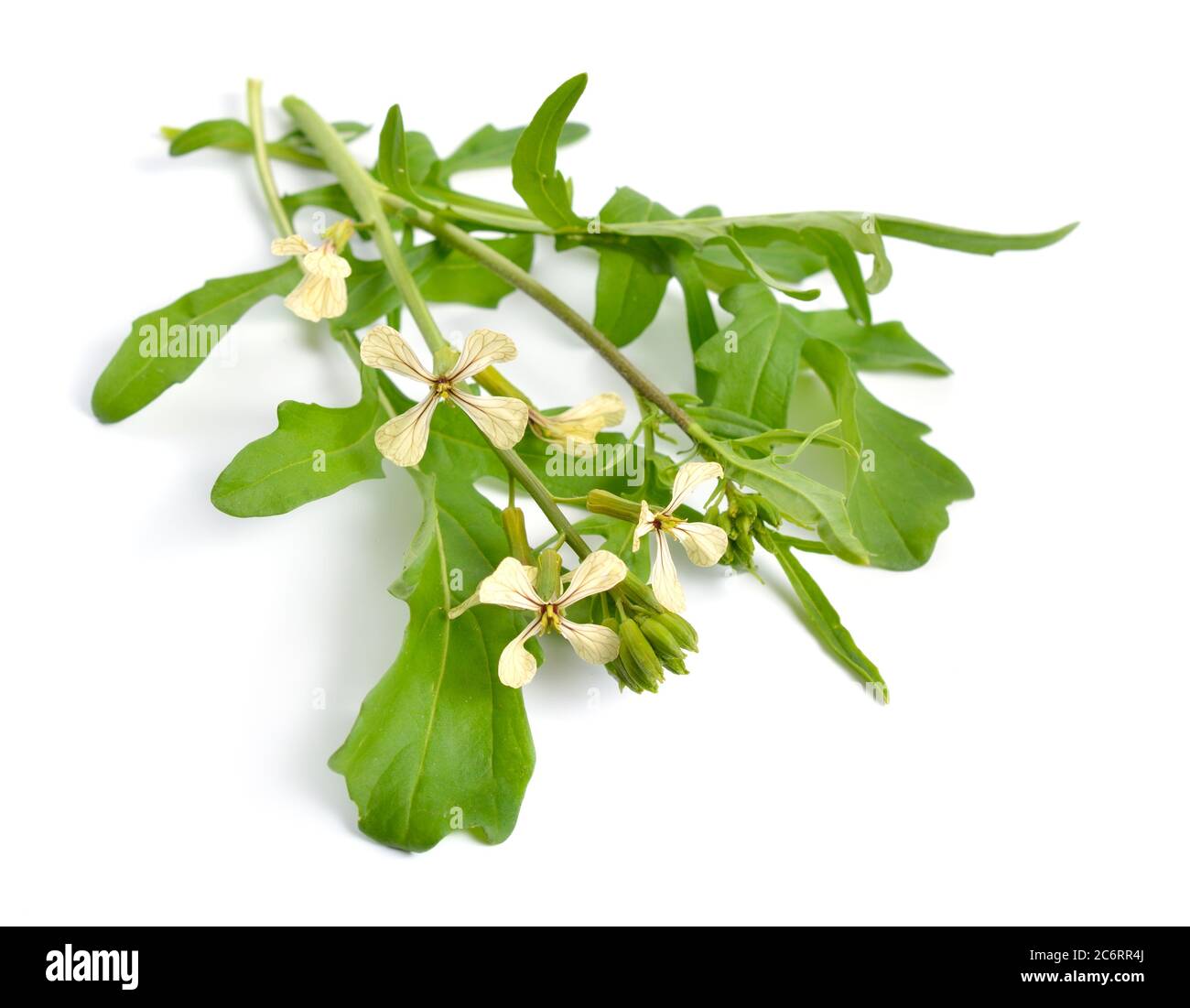 Rocket or arugula Eruca vesicaria or Brassica eruca. Plant with flowers
