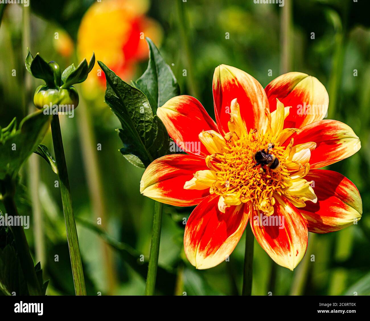 Red and yellow dahlia head with bumblebee closeup, growing in dahlia garden in the cathedral city of Fulda, Germany Stock Photo