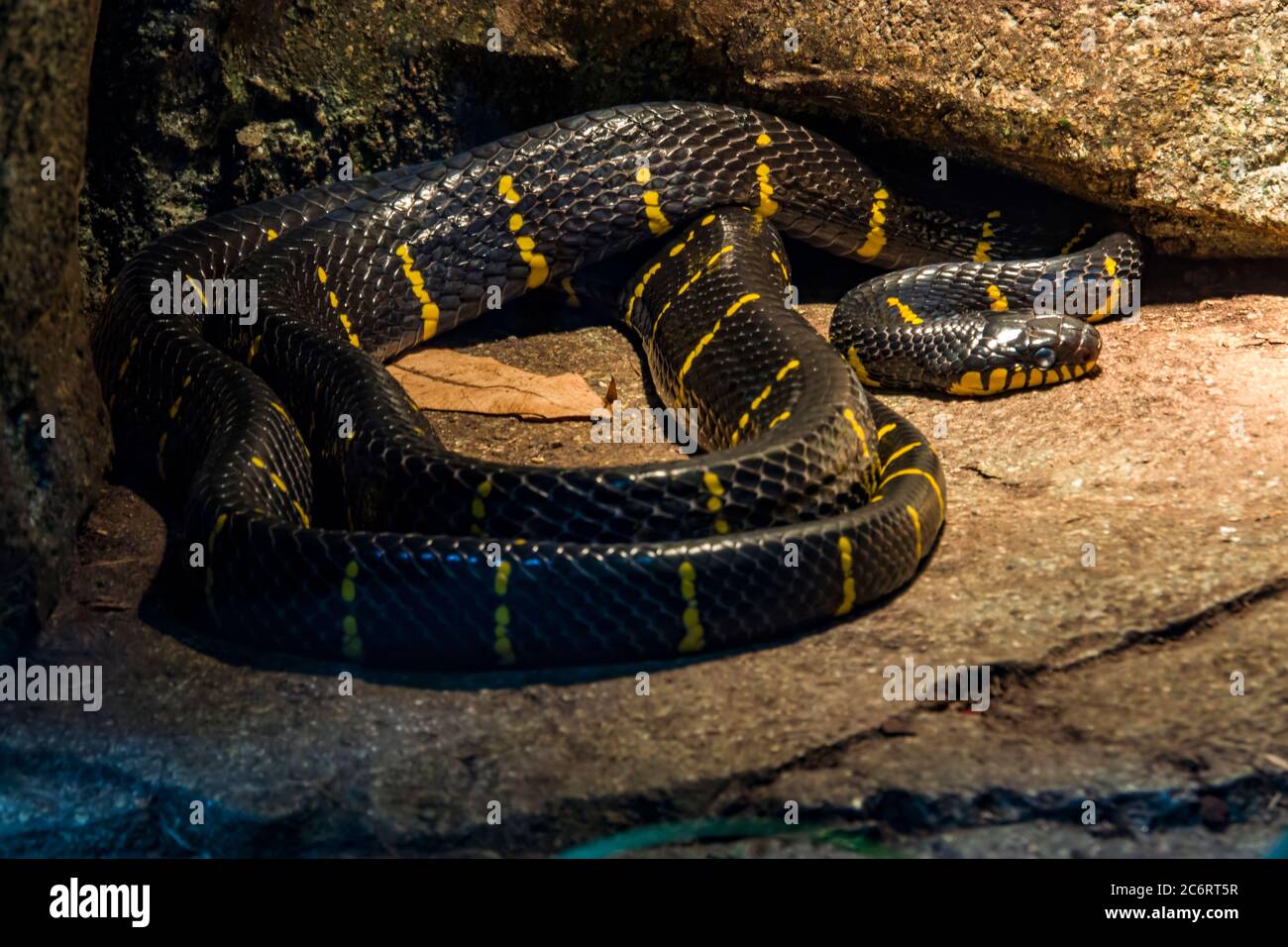 Mangrove snake (Boiga dendrophila) is a species of rear-fanged snake in the family Colubridae. The species is endemic to southeast Asia. Stock Photo