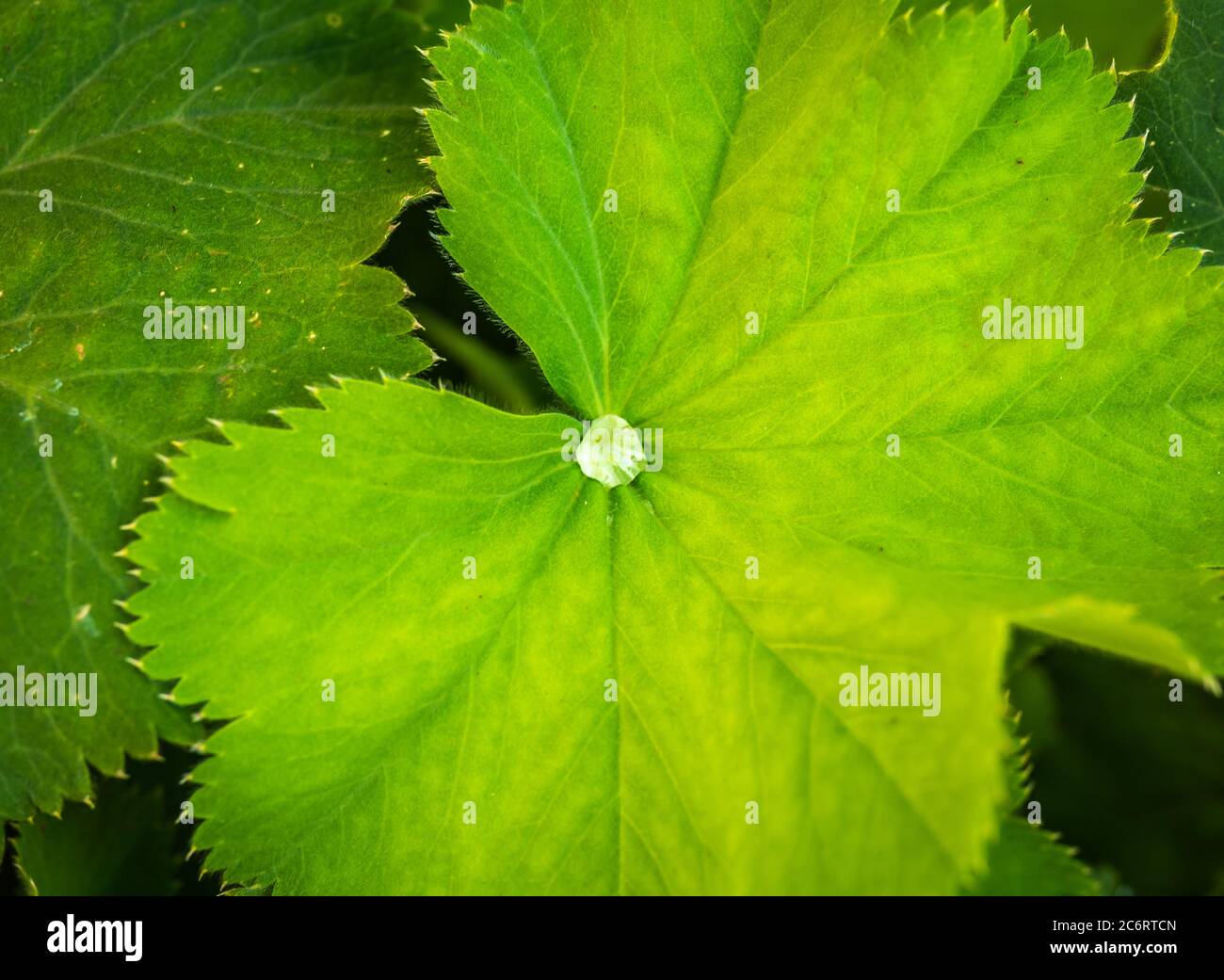 Alchemilla vulgaris leaf with the drop of venus dew. Close-up view. officinal plant. Stock Photo