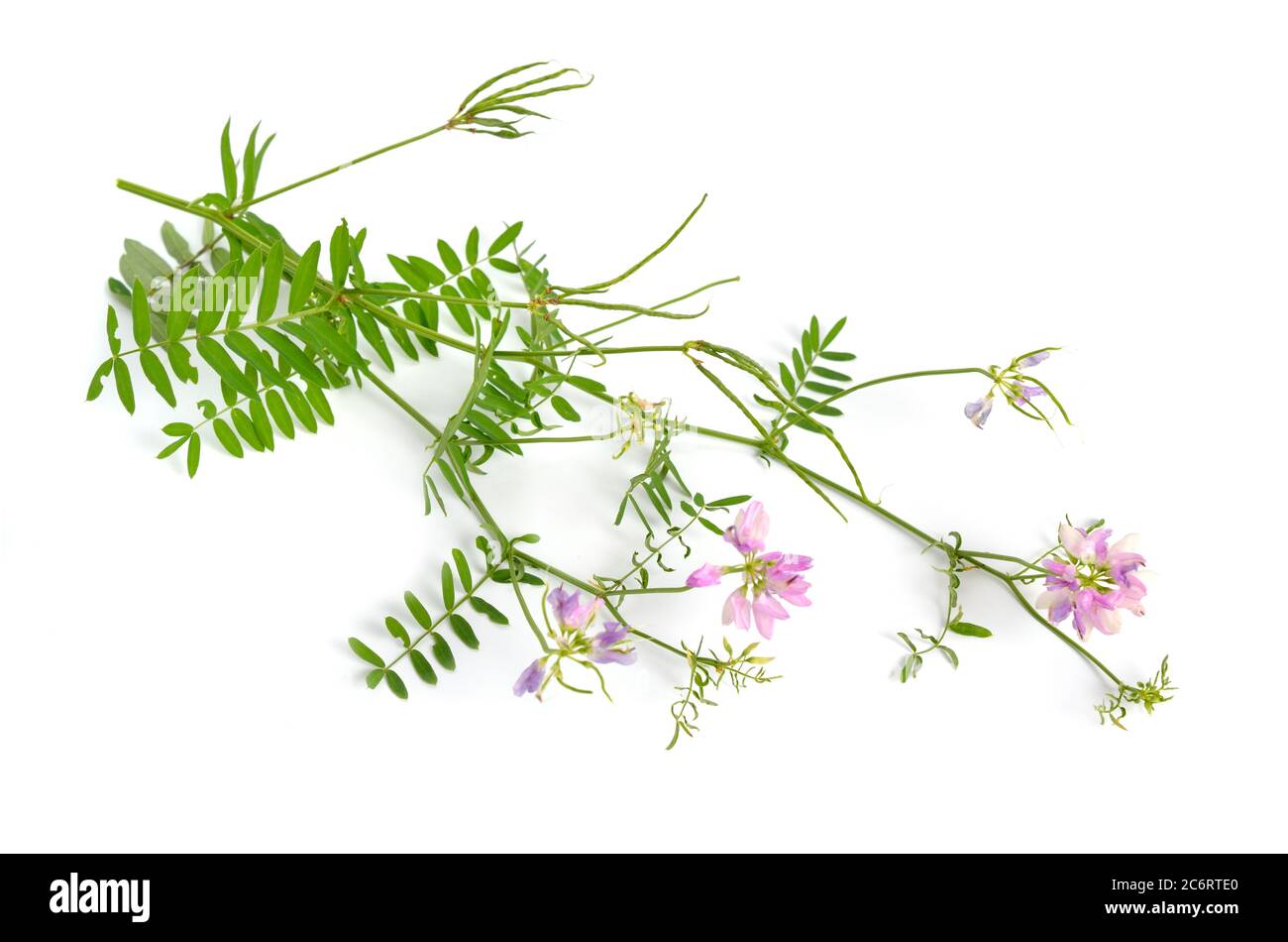 Securigera varia or Coronilla varia, commonly known as crownvetch or purple crown vetch. Isolated on white background Stock Photo