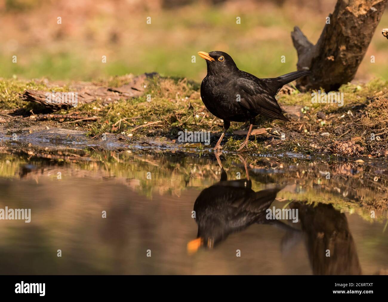 Blackbird reflected in drinking pool Stock Photo