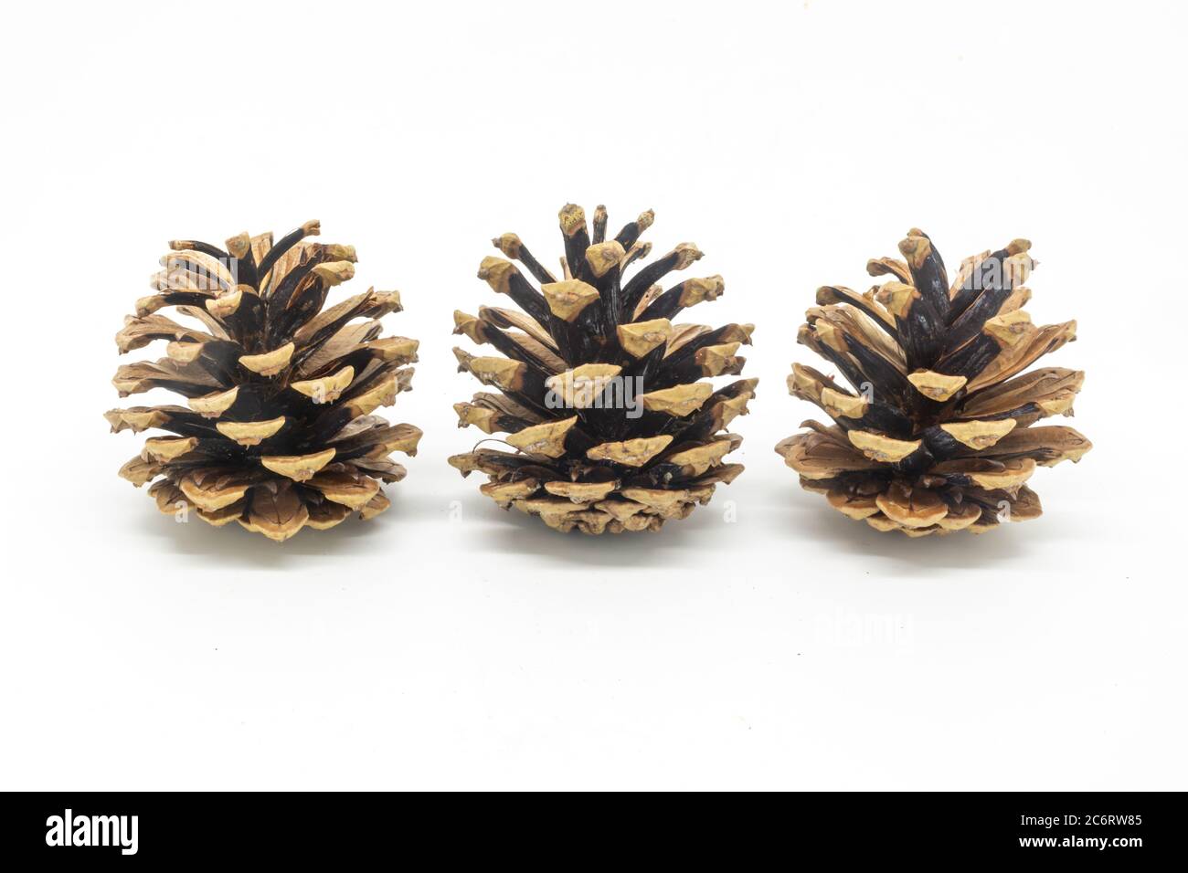 Three pine cones in a row, against a white background Stock Photo - Alamy