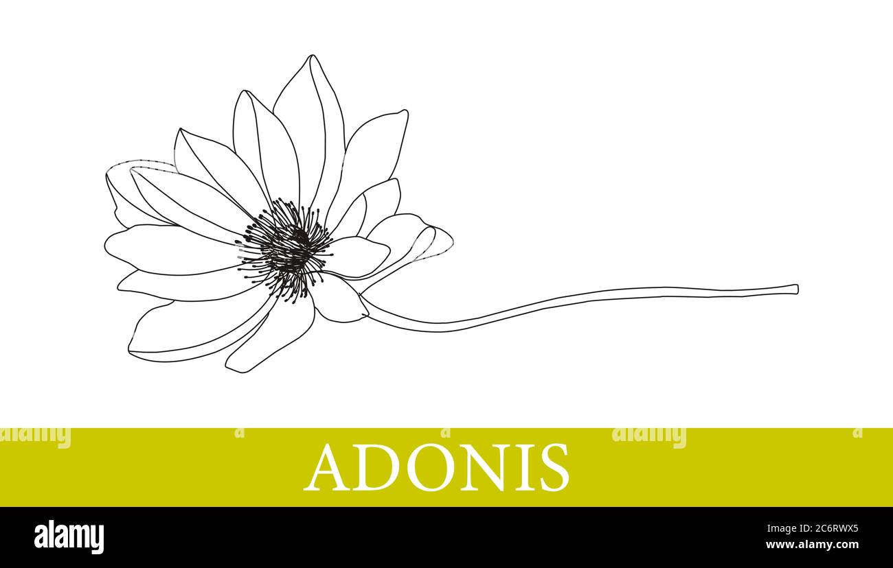 Adonis flower. Medicinal plants. chamomile, gerbera. Wildflowers. Isolated on white. vector illustration. Stock Vector