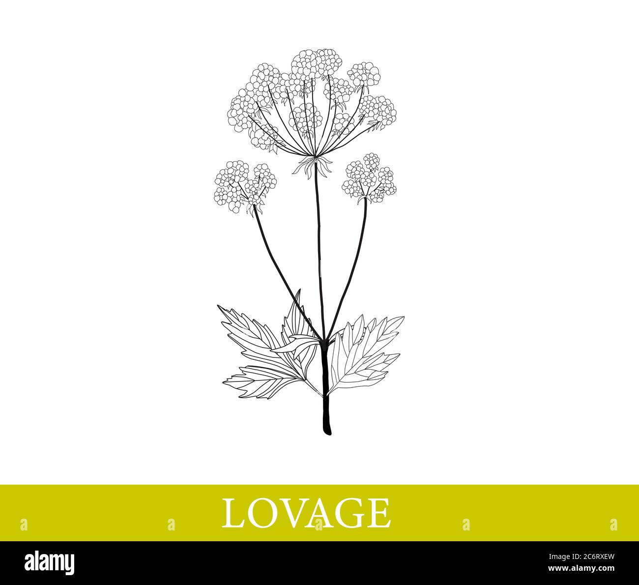 Lovage isolated on white. vector illustration. Botanical illustration. Stock Vector