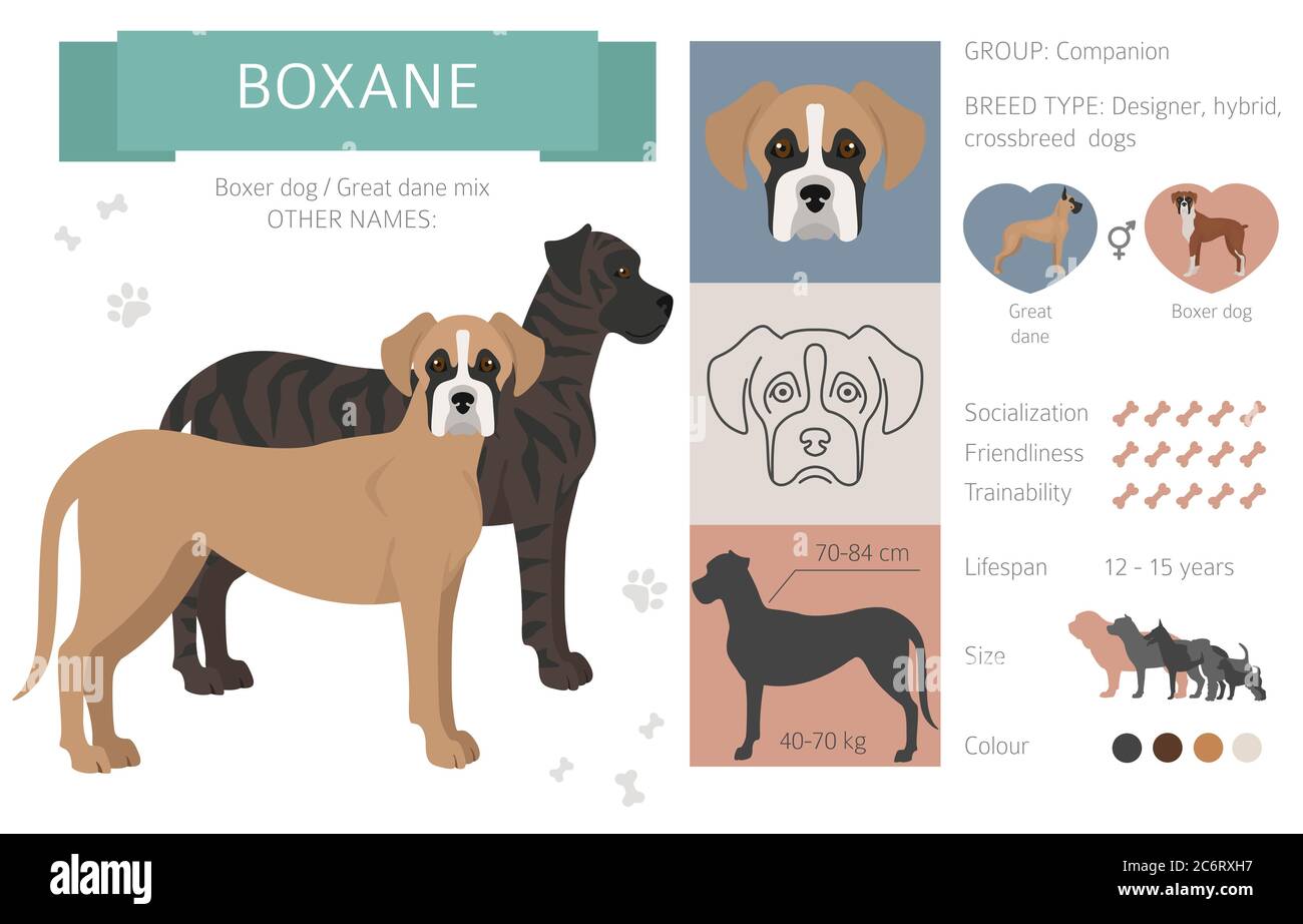 Designer dogs, crossbreed, hybrid mix pooches collection isolated on white. Boxane flat style clipart infographic. Vector illustration Stock Vector