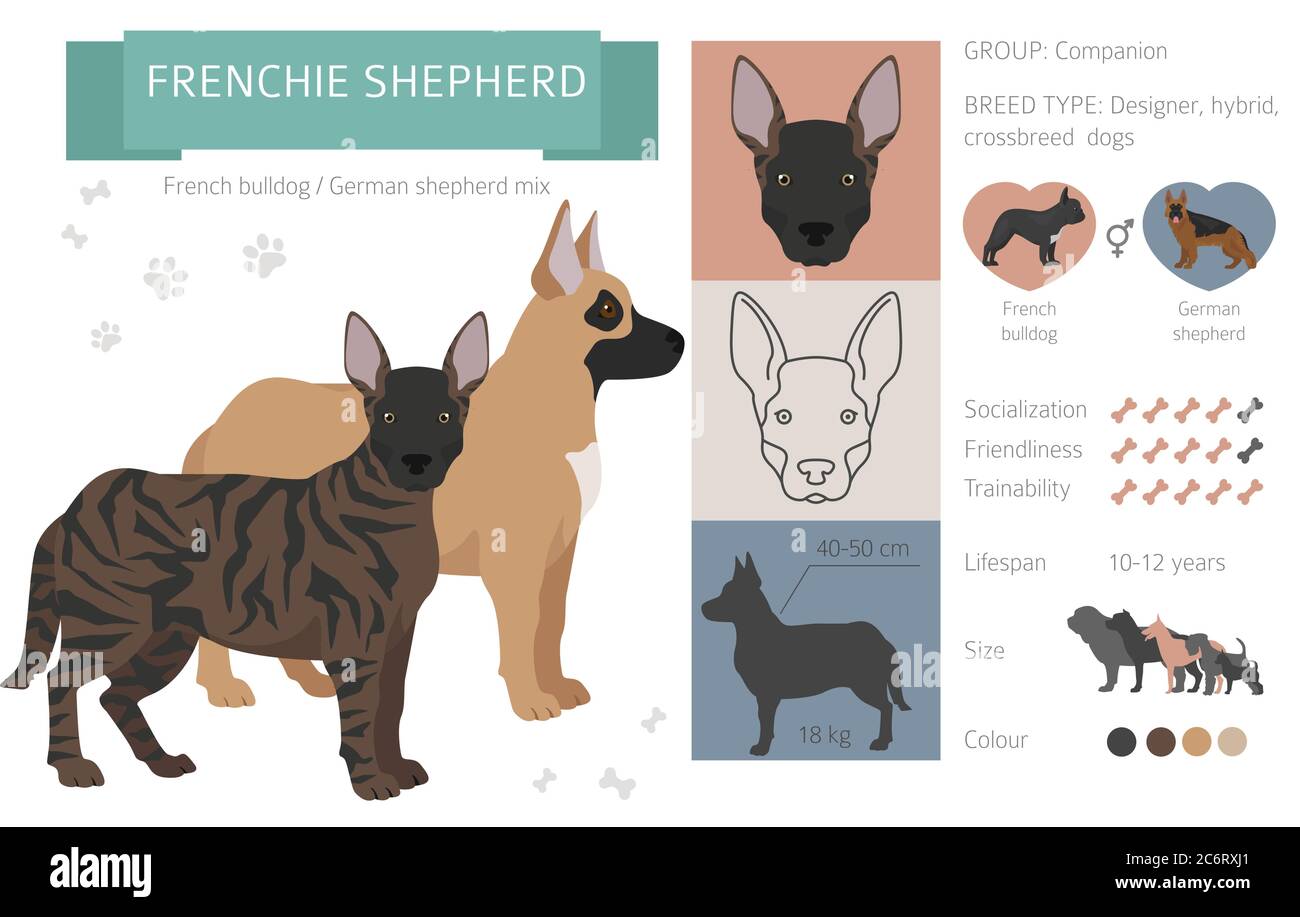 Belgian Malinois French Bulldog Mix atelieryuwa.ciao.jp