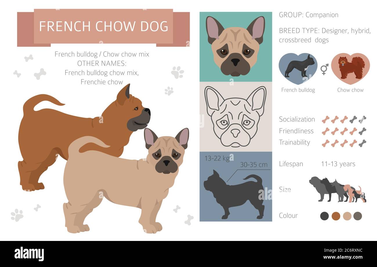 Chow chow french bulldog mix 2025