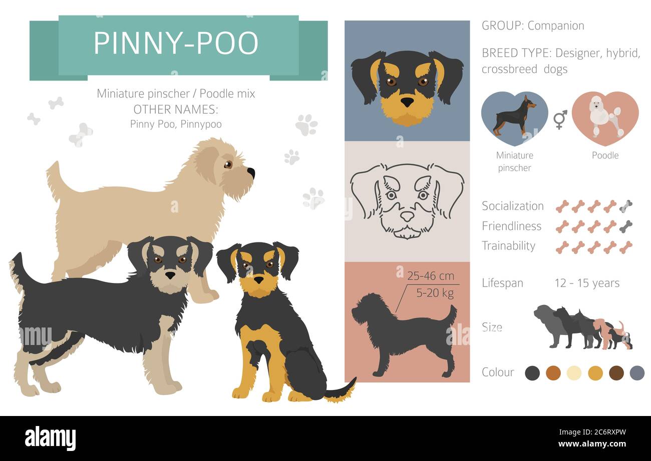Designer dogs, crossbreed, hybrid mix pooches collection isolated on white. Pinny poo flat style clipart infographic. Vector illustration Stock Vector