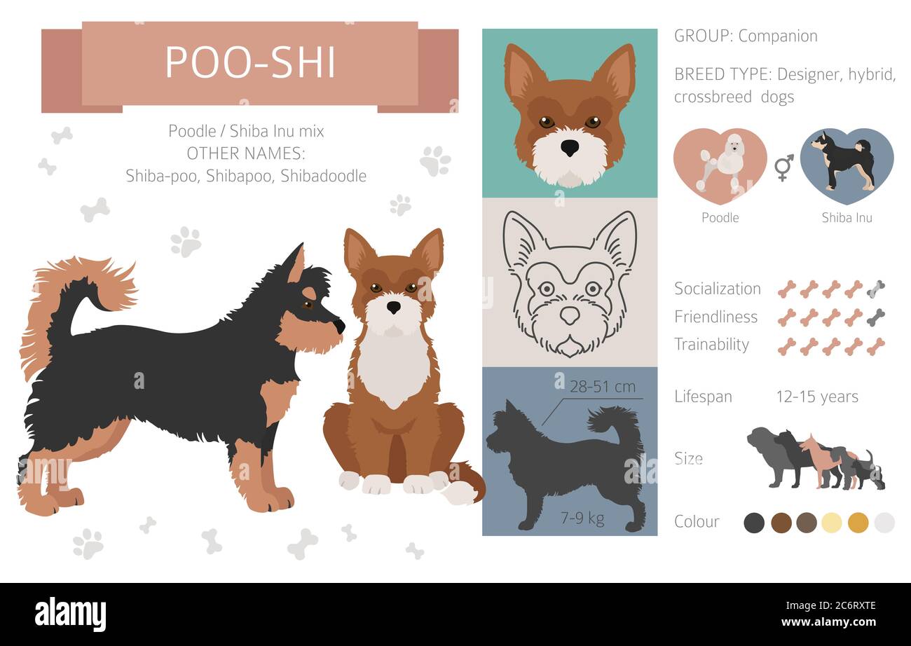 Designer dogs, crossbreed, hybrid mix pooches collection isolated on white. Poo-shi flat style clipart infographic. Vector illustration Stock Vector